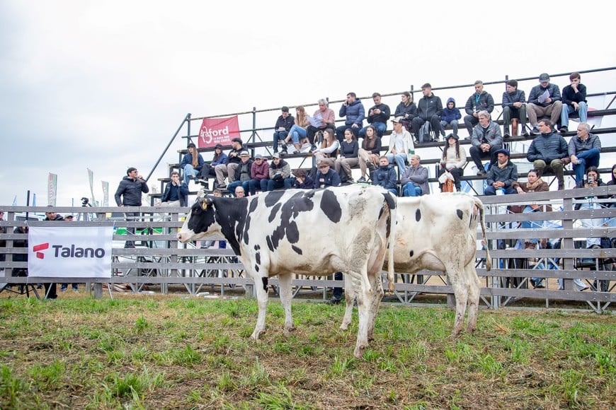 La lechería ganó pista en AgroActiva: Holando Argentino tuvo venta total y valores destacados