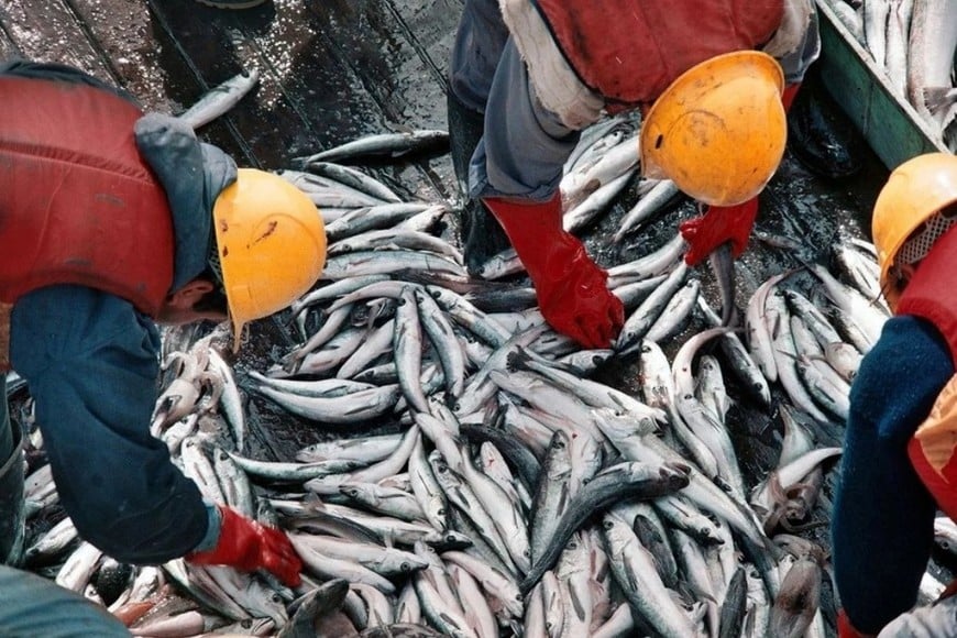 pesca