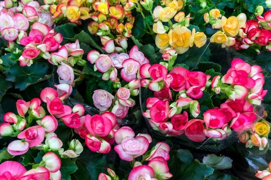 Con flores de distintos colores, la begonia ayudará a renovar la estética del hogar.