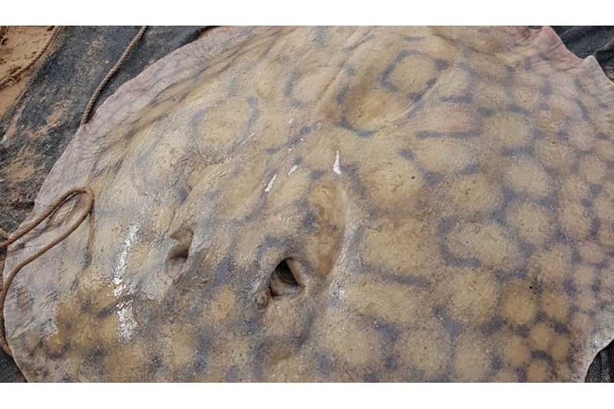 La raya medía 74 cm de ancho fue recapturada casi un año después de haber sido marcada. Gentileza