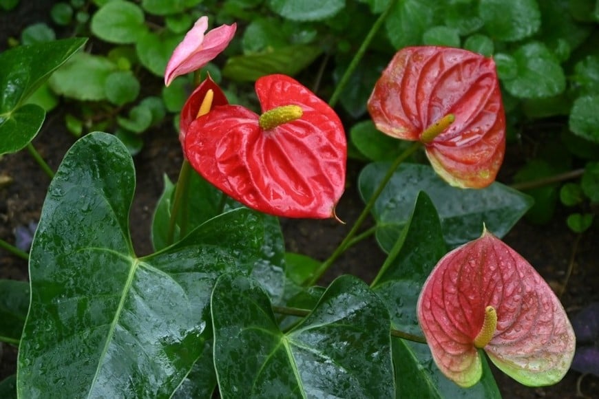 El anturio se destaca por sus colores intensos y su capacidad para florecer gran parte del año