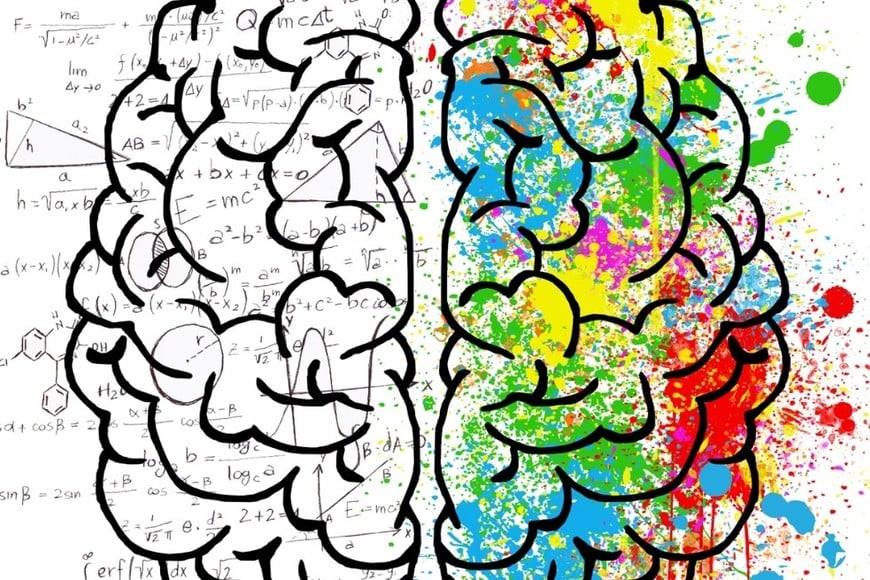El cerebro humano posee una enorme capacidad de adaptación conocida como plasticidad cerebral.