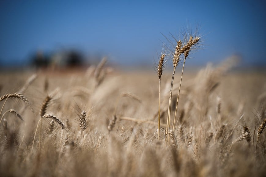 Wheat stands in a field during harvest, as the country's major grain exchanges forecast a record 2025/26 wheat crop for Argentina, one of the world's top grain suppliers, in Benito Juarez, Argentina, December 26, 2025. REUTERS/Martin Cossarini