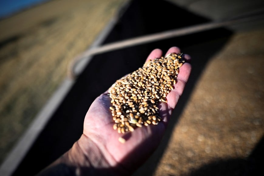 A farmer shows wheat grains during harvest, as the country's major grain exchanges forecast a record 2025/26 wheat crop for Argentina, one of the world's top grain suppliers, in Benito Juarez, Argentina, December 26, 2025. REUTERS/Martin Cossarini