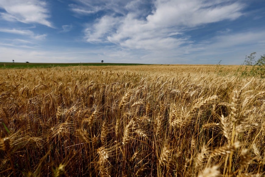 FILE PHOTO: A general view shows wheat crops to be harvested this year, in Arapongas, Brazil July 6, 2022. REUTERS/Rodolfo Buhrer/File Photo