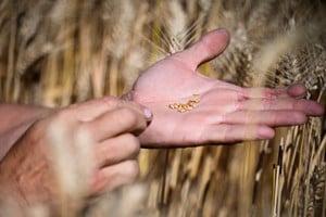 A farmer shows wheat grains during harvest, as the country's major grain exchanges forecast a record 2025/26 wheat crop for Argentina, one of the world's top grain suppliers, in Benito Juarez, Argentina, December 26, 2025. REUTERS/Martin Cossarini