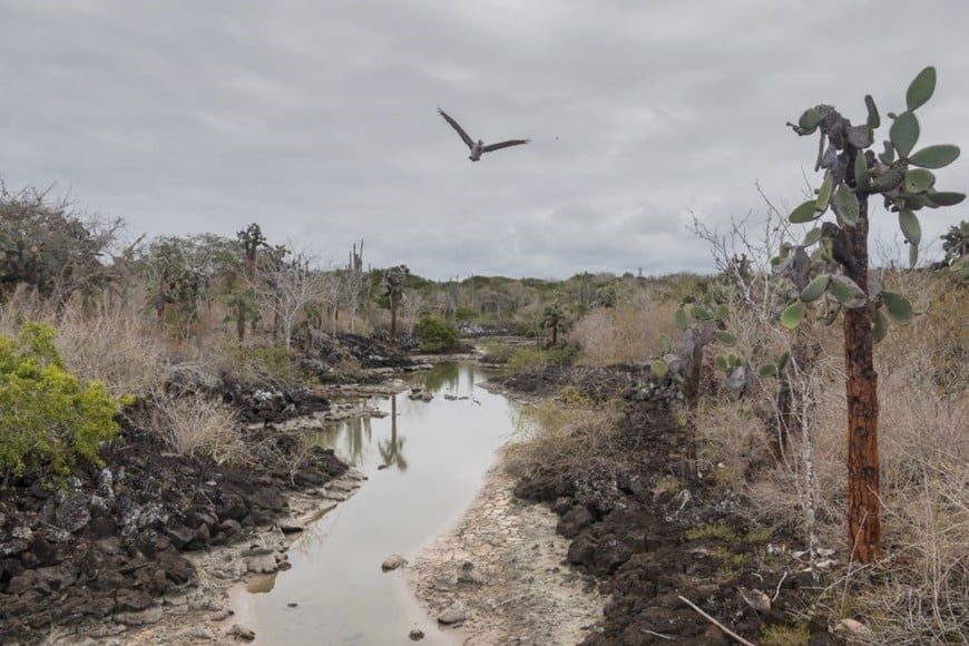 Obra de Norberto Juez, parte de la muestra fotográfica “Miradas reveladas: la naturaleza expuesta”