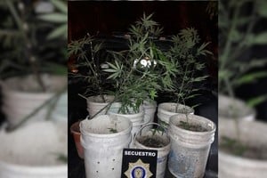Se procedió al secuestro preventivo de las plantas encontradas. Foto: Gentileza