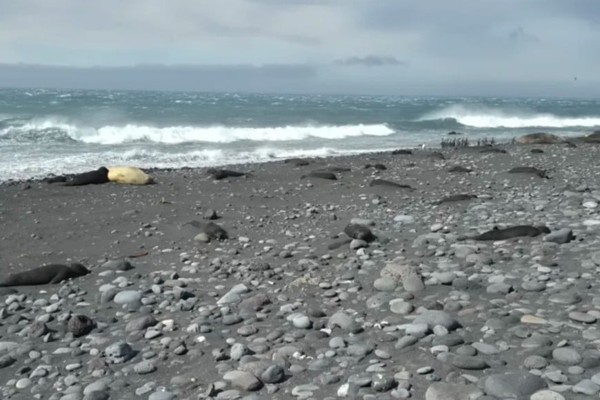 Foto: Cortesía de la División Antártica Australiana.