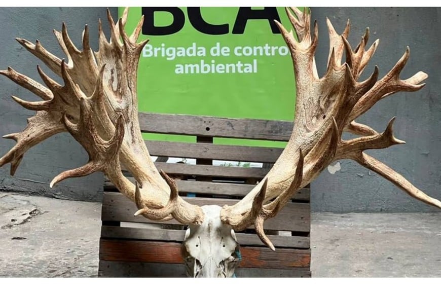 Se secuestró la cornamenta de un ciervo colorado.