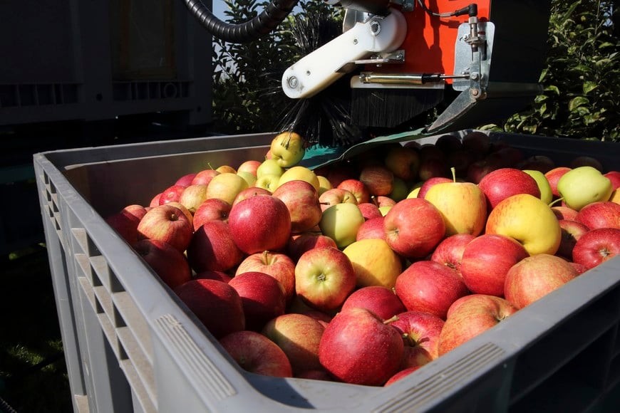 Newly-harvested apples are seen during the harvest in a 8 hectare apple orchard at the Verger d'Epinoy near Cambrai, northern France September 3, 2014. French apple growers are facing a sharp drop in revenue this year due to Russia's restrictions on food imports from Western countries. With the European Union's second-largest apple producer Poland unable to export its usual 700,000 tonnes of the fruit per year, these are set to come and compete at cut price on EU markets. The European Commission said fruit and vegetable producers would receive aid of up to 125 million euros ($162 million) to help them cope with the impact of the ban. French Agriculture Minister called people to eat local products to avoid a slump in prices. Picture taken September 3, 2014.   REUTERS/Pascal Rossignol (FRANCE - Tags: AGRICULTURE FOOD BUSINESS POLITICS) francia  cosecha en un huerto de manzanas fruta Manzanas recien cosechadas resticcion de rusia a las importaciones de alimentos productores de manzanas se enfrentan a una fuerte caida en los ingresos