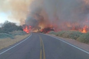 Los incendios forestales que afectaron una amplia zona de bosque nativo