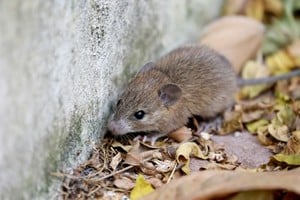 Las autoridades de salud confirmaron la detección de un nuevo caso de hantavirus en Bariloche
