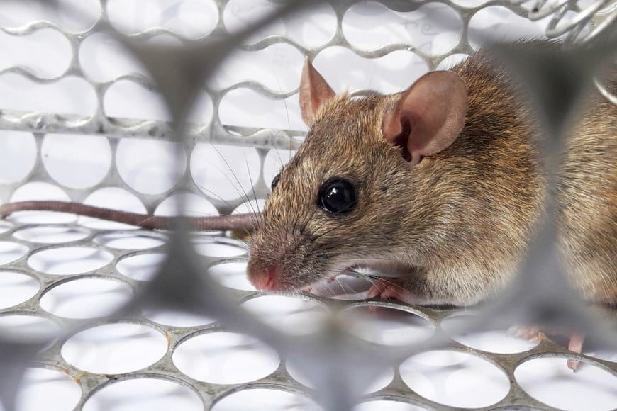 El hantavirus es una enfermedad viral transmitida principalmente por el contacto con secreciones, orina o excrementos de roedores silvestres