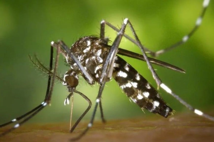 Las autoridades sanitarias pidieron reforzar las medidas de prevención contra las picaduras de mosquitos.