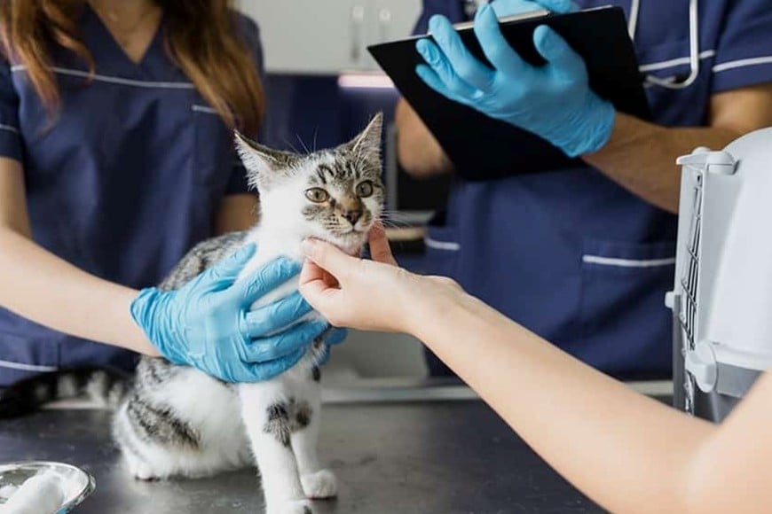 gato veterinario