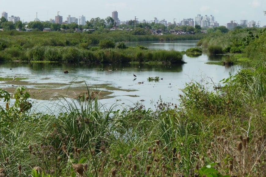 El propósito es que la vegetación acuática realice el saneamiento de los excedentes pluviales, a través de lo que se denomina humedal artificial, en el oeste de la ciudad, antes de volcarlos hacia el río Salado. Archivo.