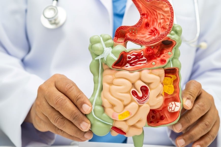 Verdadera conexión entre el intestino y el cerebro