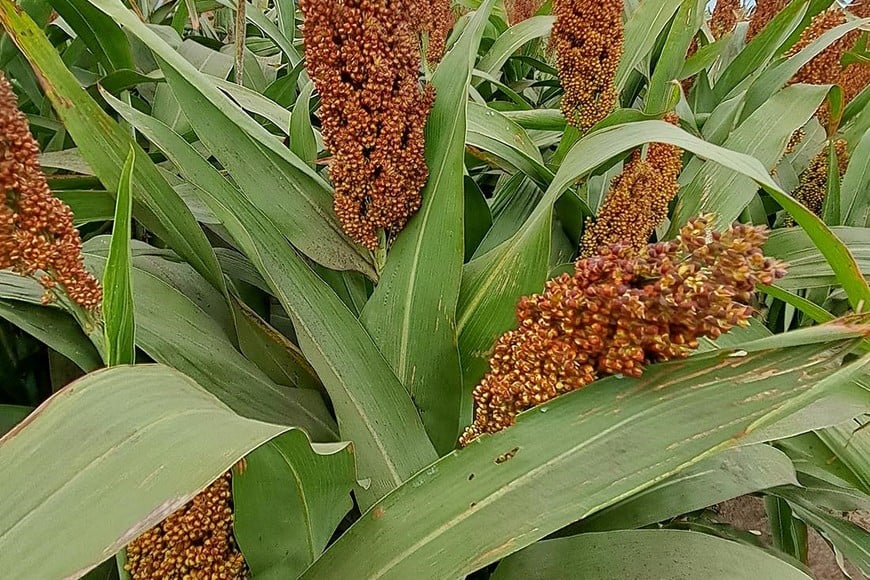 El sorgo no hospeda chicharrita y cierra muy buenos números