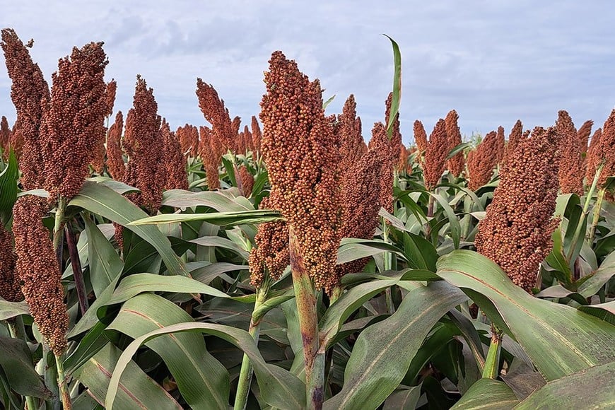 El sorgo no hospeda chicharrita y cierra muy buenos números