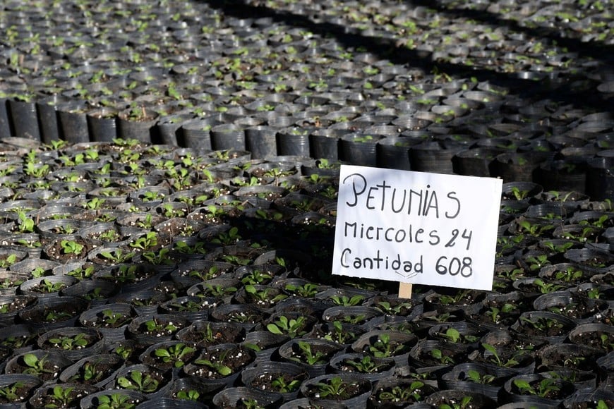 Las petunias crecen en el vivero municipal. MCSF