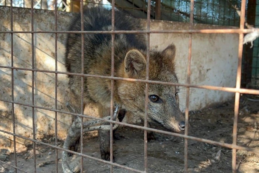 zorro rescatado y trasladado a santa fe