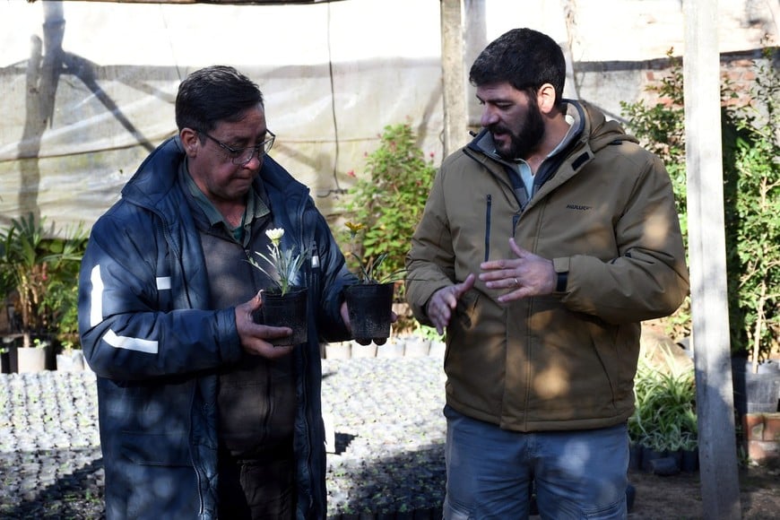 El seguimiento de cada plantín es cotidiano. MCSF