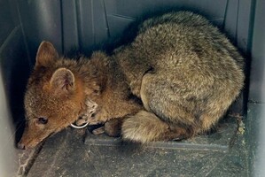 El zorro se encontraba atado con cadenas, en un entorno de extremo hacinamiento y visiblemente afectado por el cautiverio, completamente alejado de su hábitat natural.