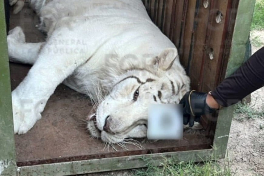 Los animales exóticos, un símbolo de poder dentro del narcotráfico