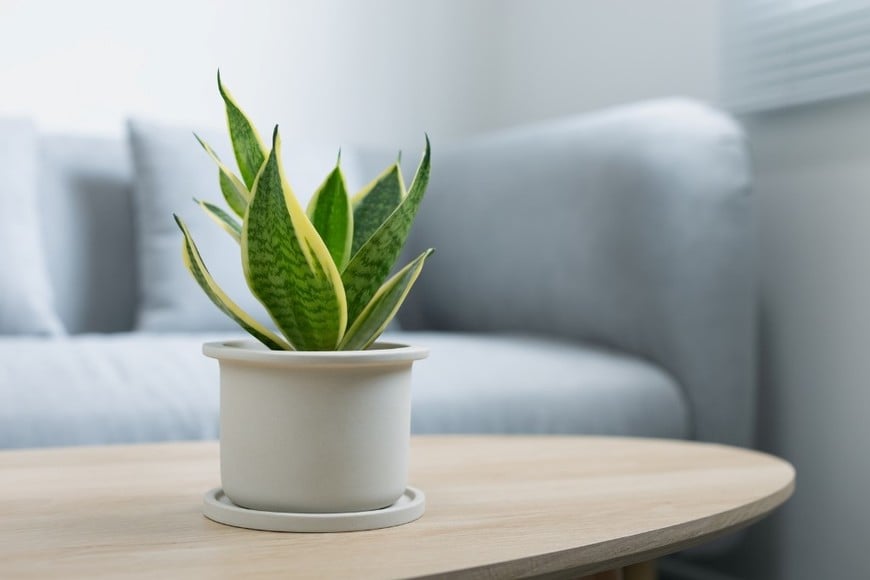 La sansevieria es una de las plantas más elegidas para interiores.