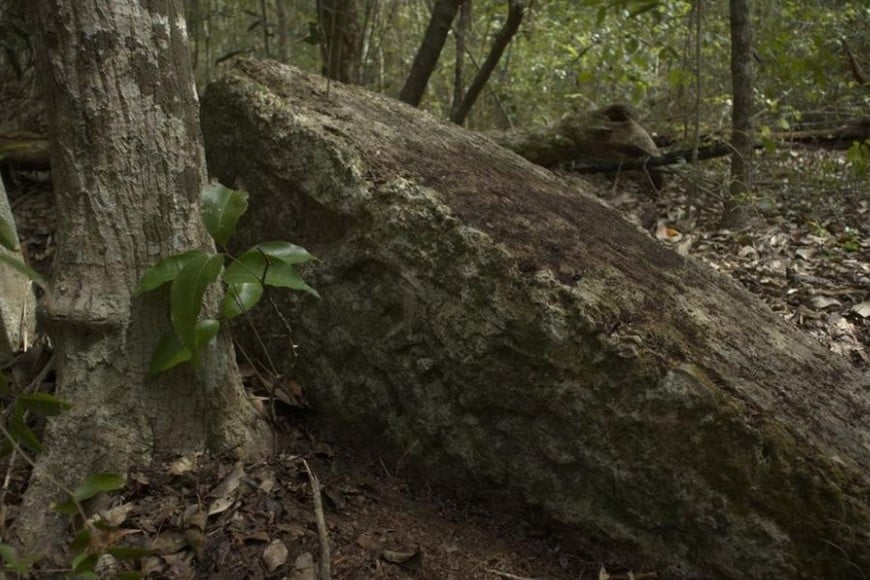 El equipo mexicano-esloveno abrió un sendero de cinco kilómetros a machete para acceder al yacimiento maya.
