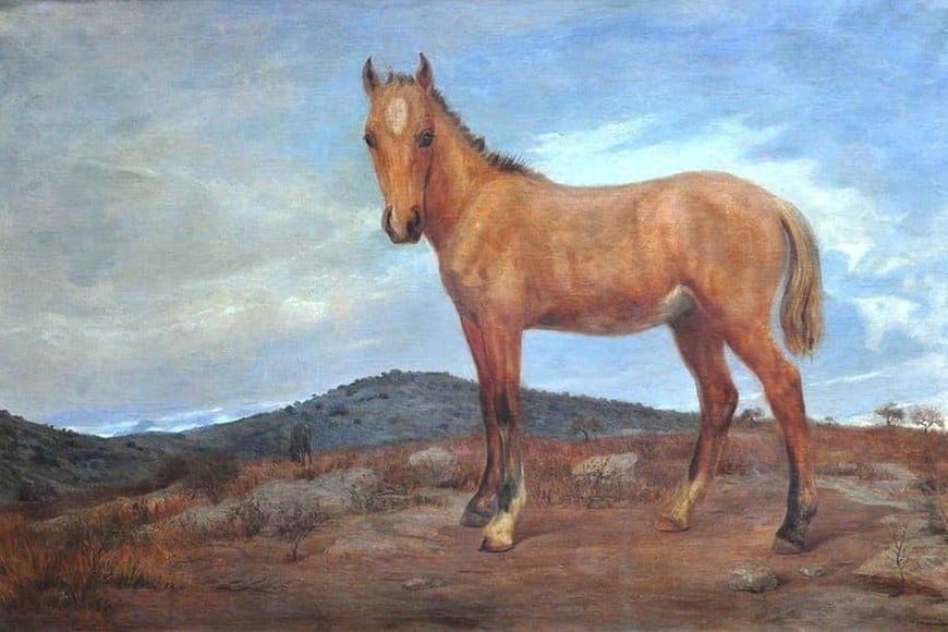 "Potrillo gateado". Foto: Zurbarán