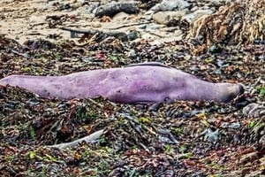 Foca elefante de intenso color violeta en una playa de California