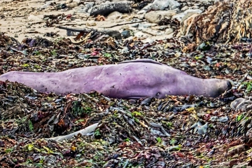 Foca elefante de intenso color violeta en una playa de California
