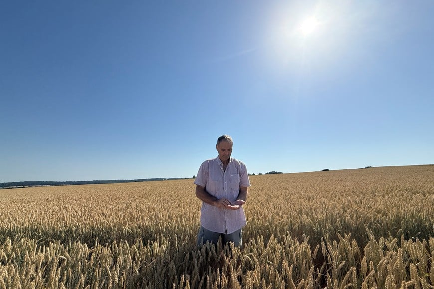 Farmer Michael Schneller inspects winter wheat grains in a field near Niddatal, Germany, on June 25, 2026. Hot weather has accelerated ripening, putting the crop ahead of its usual mid-July harvest schedule. REUTERS/Timm Reichert