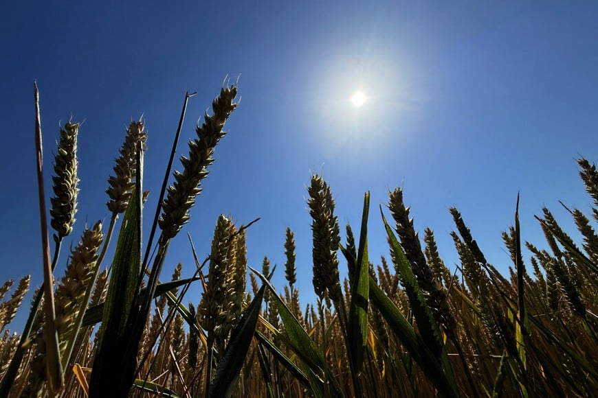 The sun shines over a winter wheat field near Niddatal, Germany, June 25, 2026. Hot weather has accelerated ripening, putting the crop ahead of its usual mid-July harvest schedule. REUTERS/Timm Reichert