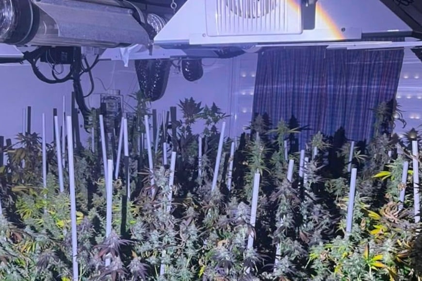 descubren cultivo casero de cannabis