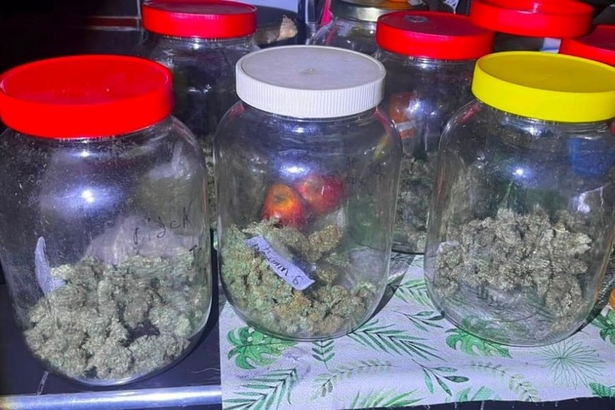 descubren cultivo casero de cannabis