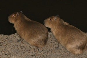 Dos de los capibaras que en las últimas semanas se vieron en el Dique II del Puerto de Santa Fe. Foto: Manuel Fabatía