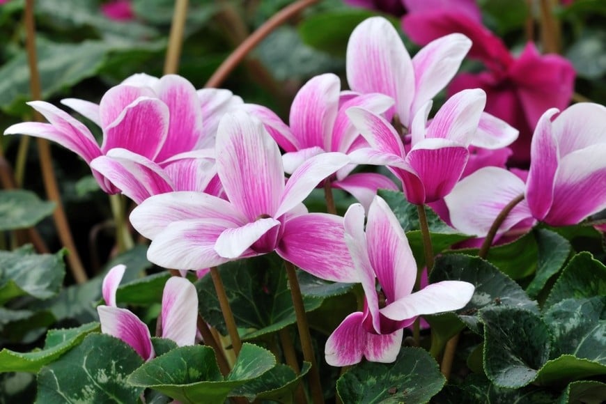 Sus flores aportan color al jardín pese a las bajas temperaturas.