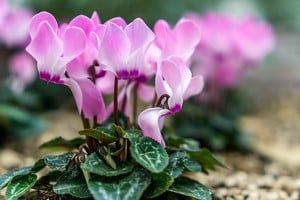 El ciclamen florece incluso durante los meses más fríos del año.