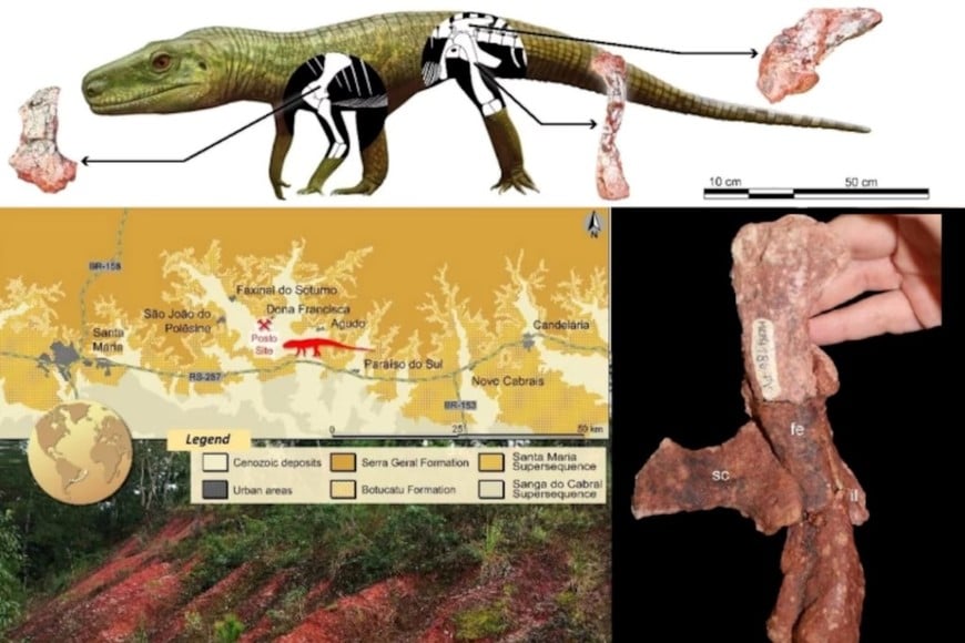 El hallazgo se produjo en la región central de Rio Grande do Sul. Foto: Species New To Science.