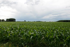 A corn field is seen at the town of Estacion Islas in Buenos Aires province, November 25, 2012. The rains of late last week helped maintain a good level of moisture in Argentina's main crop belt, though some areas are still under water despite the dry weather of recent days, a meteorologist said Tuesday. Many analysts expect record production of soybeans and corn in the marketing year 2012/13 in Argentina, one of the world's biggest food exporters, thanks to good rains linked to the El Nino climate phenomenon. But the extensive rainfall that began in August also brought flooding that has forced some farmers to abandon their sowing plans in the most affected regions. Picture taken November 25, 2012. REUTERS/Enrique Marcarian (ARGENTINA - Tags: AGRICULTURE BUSINESS COMMODITIES) buenos aires estacion islas cultivo de maiz en estacion islas campos cultivos plantaciones