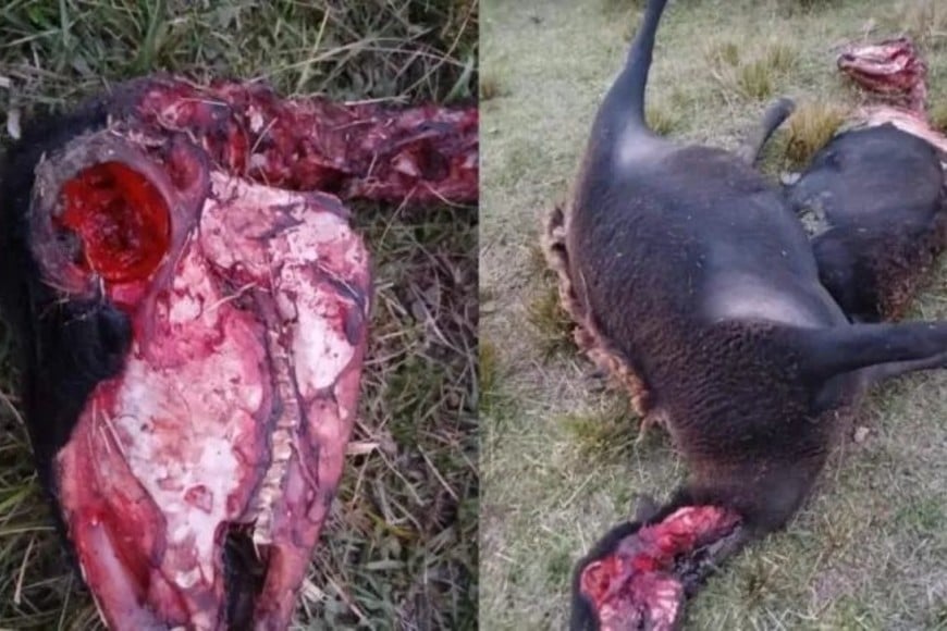 Misterio en Lanteri: hallaron dos ovejas mutiladas y sin rastros de sangre