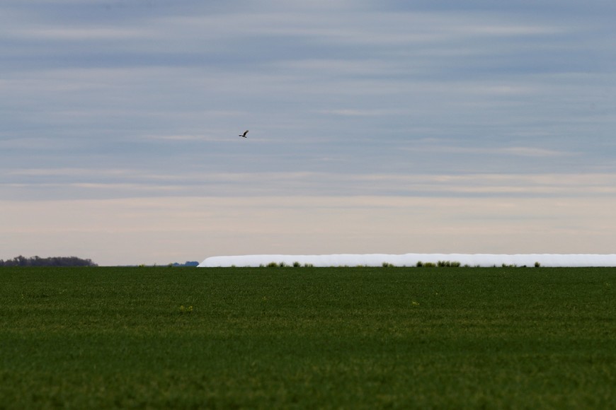 FILE PHOTO: A bird flies over a field of wheat on farmland near Azul, Argentina September 30, 2019. Picture taken September 30, 2019. REUTERS/Agustin Marcarian/File Photo