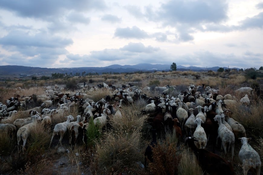 Livestock is herded to graze in front of burnt mountains of the mountain ranges of Bedar, amid deadly wildfires affecting Almeria province, in Los Gallardos, Spain, July 11, 2026. REUTERS/Jon Nazca