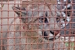 Hallazgo de un puma en una vivienda en San Jerónimo Norte. Foto: Gentileza