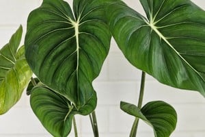 Un toque tropical que nunca pasa de moda.