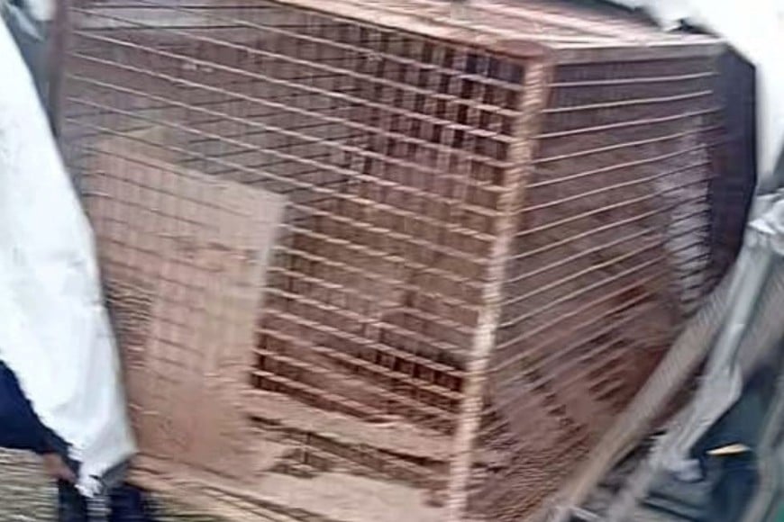 Hallazgo de un puma en una vivienda en San Jerónimo Norte. Foto: Gentileza