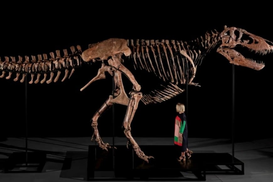 El ejemplar es uno de los Tiranosaurios rex más completos hallados.